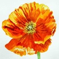 watercolor orange poppy