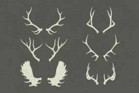 set of Deer Antlers, drawing