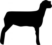 Show Lamb Silhouette drawing