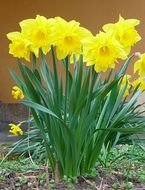 Spring Plants