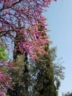 Free Screensavers Spring Flowers N2