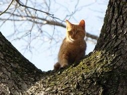 red Cat And Tree