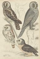 Vintage book illustration, four Owls