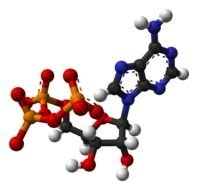 clipart of model of adenosine triphosphate