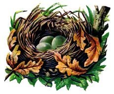 Bird Nest With green Eggs, drawing