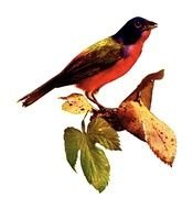 Free Bird Illustrations Vintage