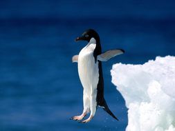 Wallpaper, penguin jumps from ice to water