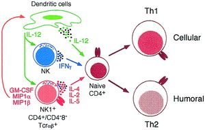 natural T cells' role within the immune system, model