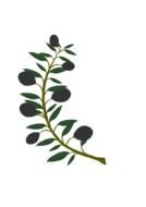 isolated olive branch