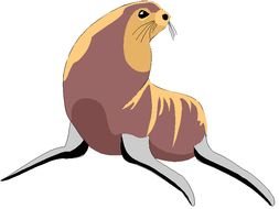 Sea Lion drawing