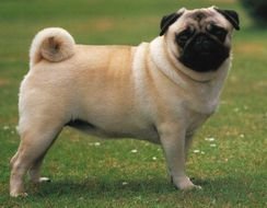 chubby pug lies on a green lawn