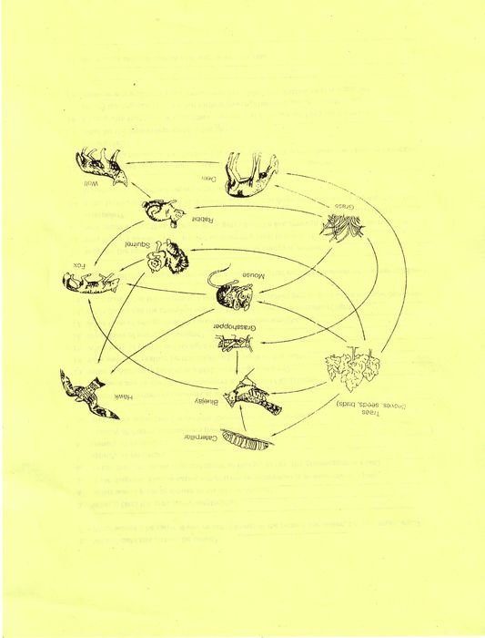 7th Grade Science Food Web drawing
