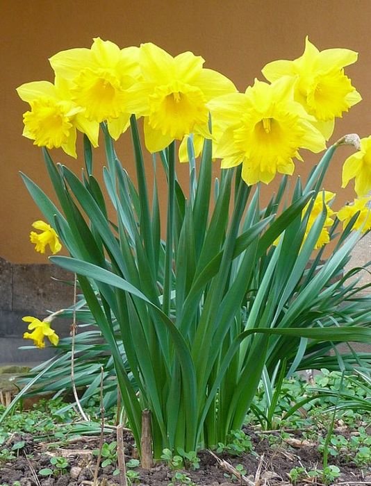 Spring Plants