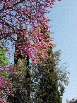 Free Screensavers Spring Flowers N2