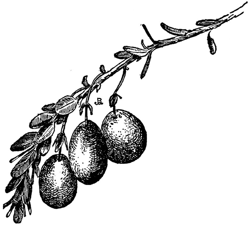 Black and white İllustration of Cranberry