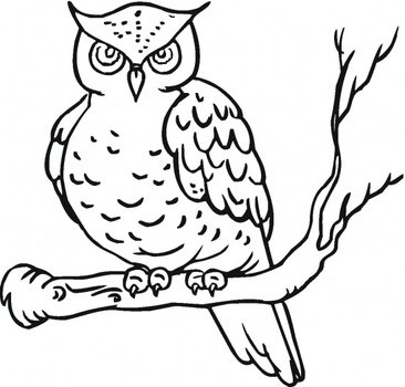 Owl Coloring Page N2