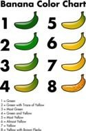 Banana Color Chart drawing