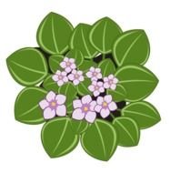 African Violet Flower Clip Art Free