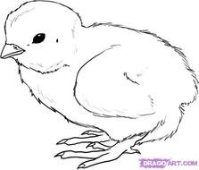 How To Draw A Easy Baby Chick