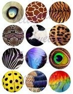 Peacock Clip Art N29