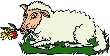 Sheep as a graphic illustration