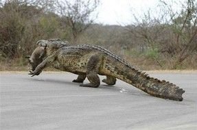 Big crocodile with the wild boar on the road