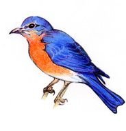 Bluebird Drawing