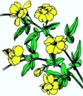 Jasmine Flower Clip Art N5