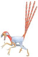 Caudipteryx, peacock-sized theropod dinosaur, drawing