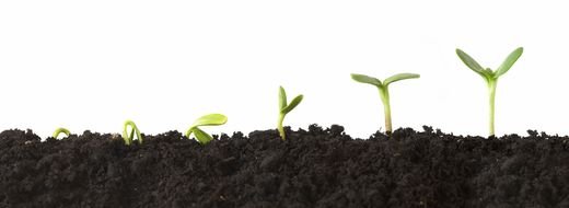 photo of green sprouts in the garden