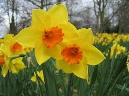 Daffodils Flowers drawing