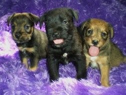 three cute puppies on a purple plaid