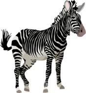 image of zebra in photoshop
