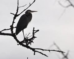black bird with a long beak on a tree as a picture for clipart