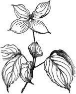 Cornus Kousa