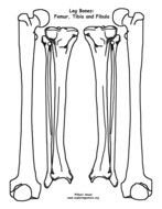 Human Body Skeleton Bones Template Printable