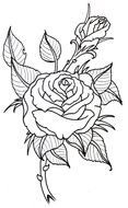 sketch of rose for tattoo