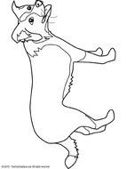 Border Collie Dog Coloring Pages