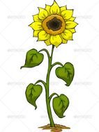 Cartoon Sunflower N7