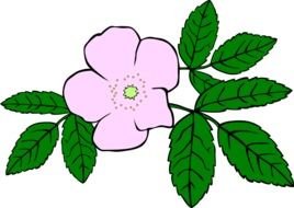 Beautiful drawing of the pink flower and green leaves clipart