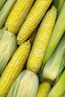 ripe heads of corn