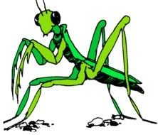 drawing of a mantis on a black background