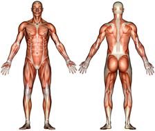 Blank Muscle Diagram Human Body