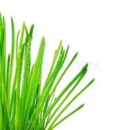 Clipart of Greengrass