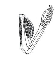 Fish Skeleton Clip Art N17