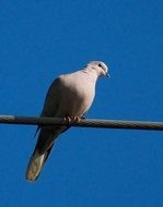 Eurasian Collared Dove