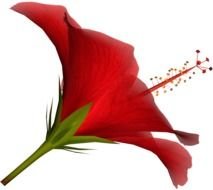 painted red lily bud on a white background