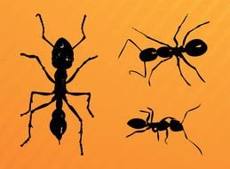 Ants Clip Art drawing