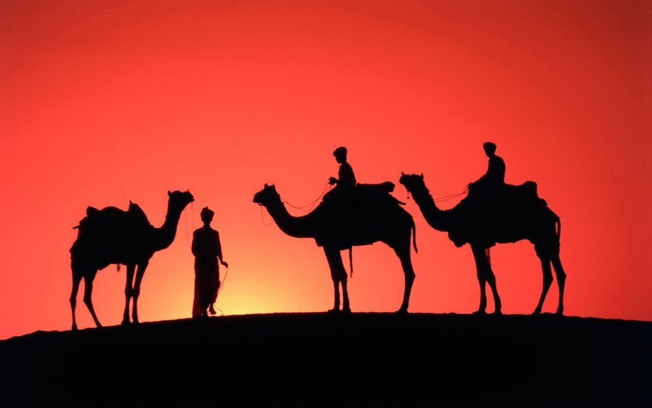 silhouettes of camels at sunset in the desert