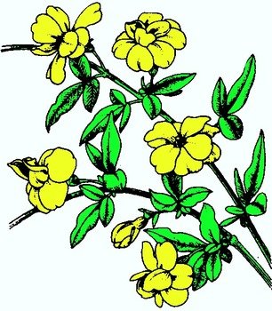 Jasmine Flower Clip Art N5